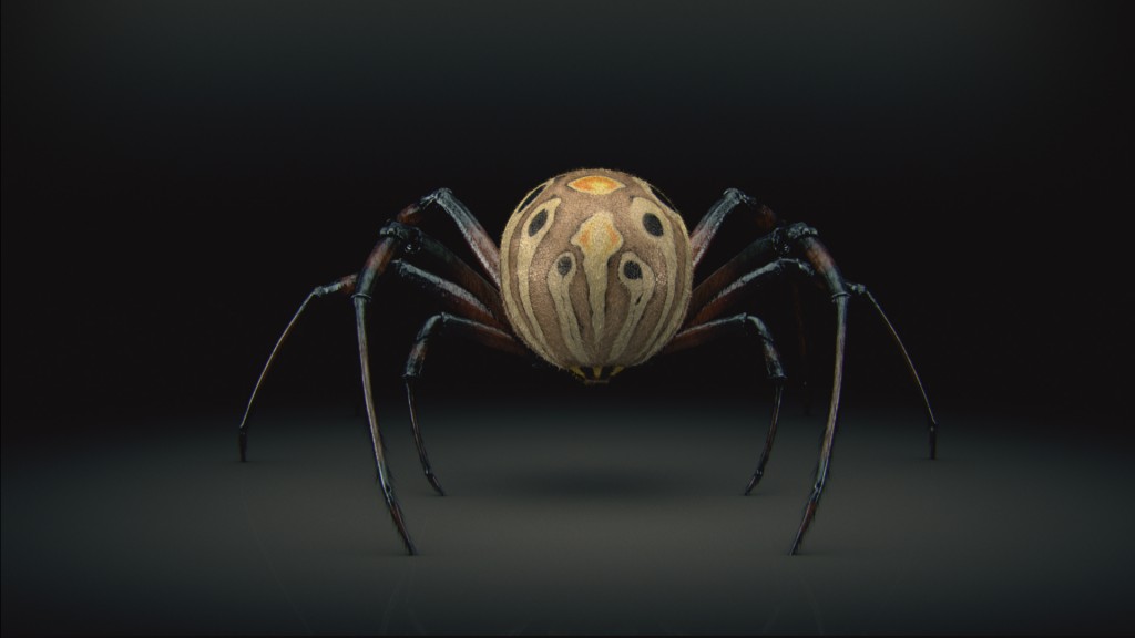 brown_widow_back