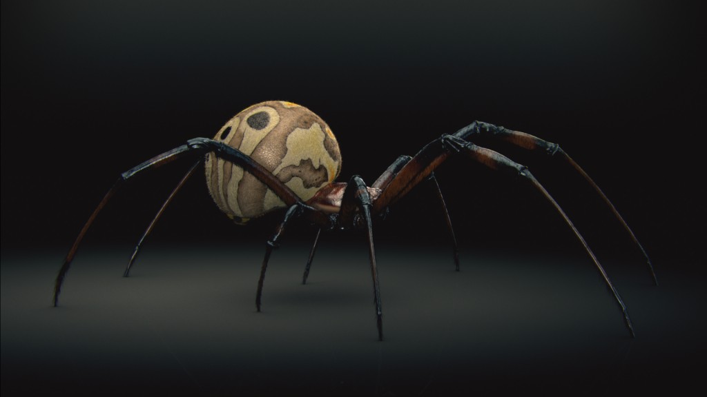 brown_widow_side
