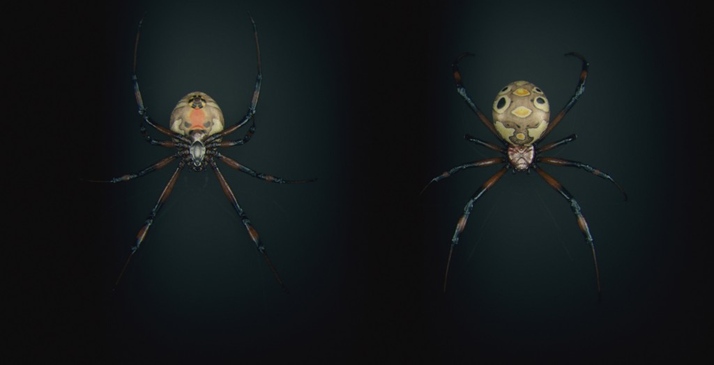 spiders
