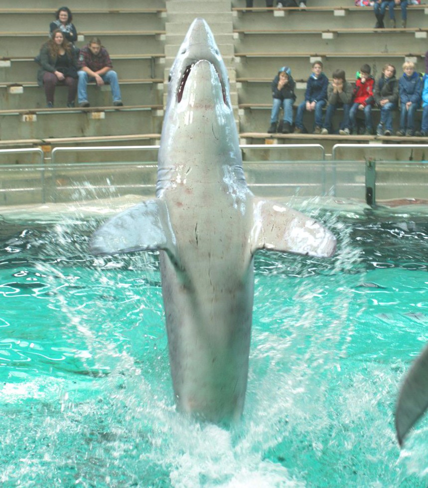 Shark Project