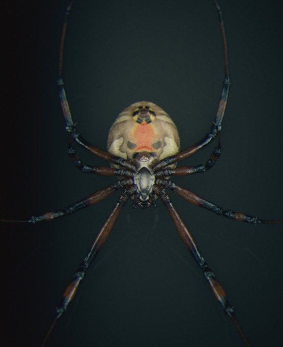 Brown widow